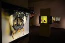 Wasp_exhibition__DSC3488